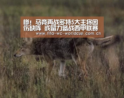 实时比分