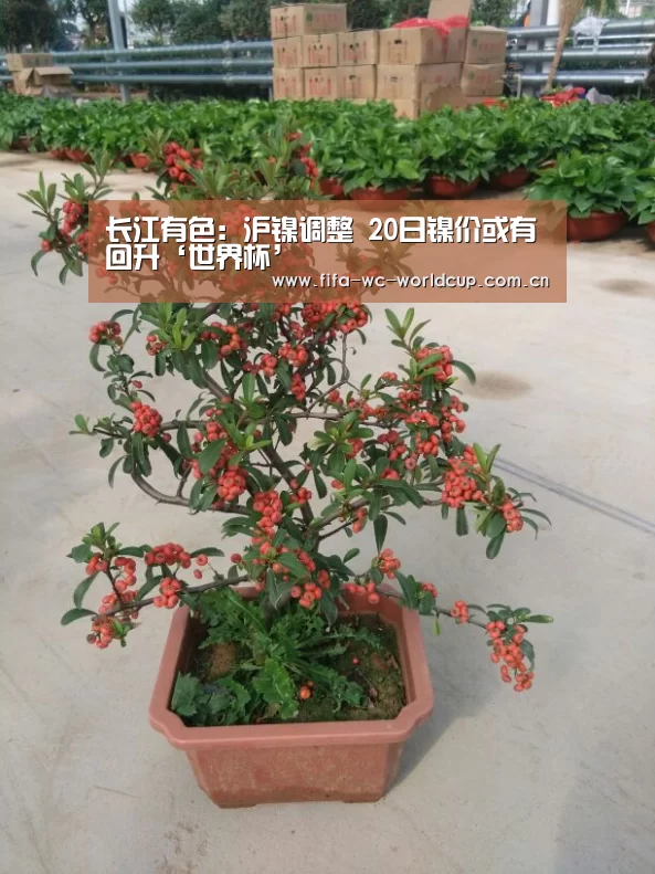 实时比分