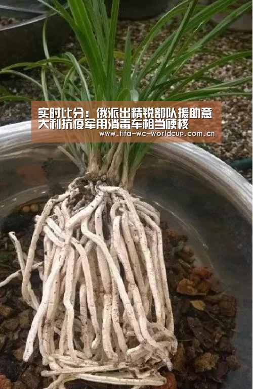 实时比分:俄派出精锐部队援助意大利抗疫军用消毒车相当硬核(图2) 比赛集锦